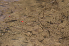 Oreochromis mossambicus
