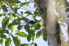 Dacnis venusta