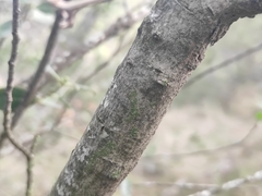 Rhamnus alaternus