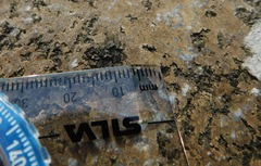 Ionaspis lacustris
