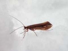 Psychoglypha