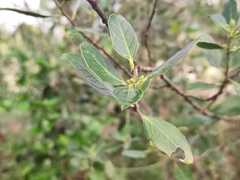 Rhamnus alaternus