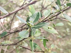 Rhamnus alaternus
