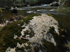 Ionaspis lacustris