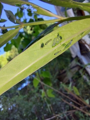 Danaus erippus