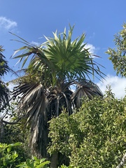 Thrinax radiata