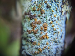 Brigantiaea leucoxantha