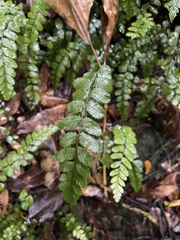 Blechnum filiforme