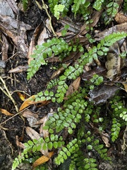 Blechnum filiforme