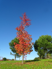 Liquidambar styraciflua