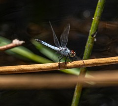 Brachydiplax denticauda