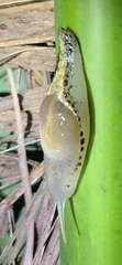 Parmellops etheridgei