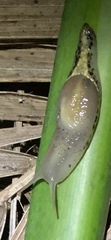 Parmellops etheridgei