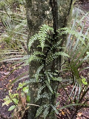 Blechnum filiforme