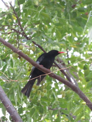 Hypsipetes leucocephalus