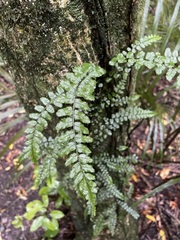 Blechnum filiforme