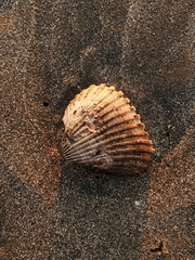 Larkinia grandis