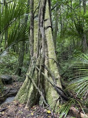 Griselinia lucida