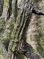 Griselinia lucida