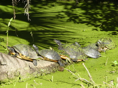 Pseudemys peninsularis