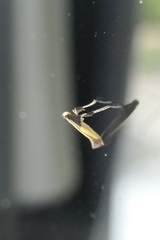 Caloptilia azaleella