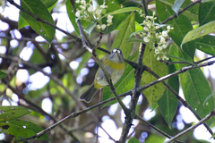 Chlorospingus canigularis