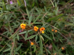 Aeschynomene americana