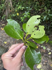 Griselinia lucida