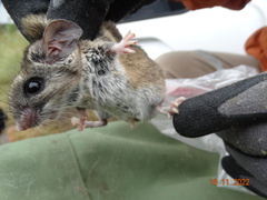 Peromyscus eremicus