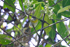 Chlorospingus canigularis