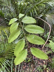 Ripogonum scandens