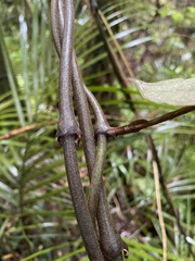 Ripogonum scandens