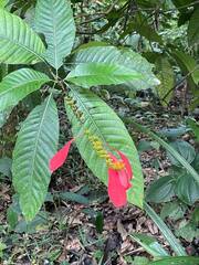 Warszewiczia coccinea