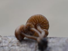 Lyophyllum anthracophilum