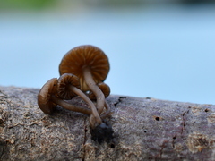 Lyophyllum anthracophilum