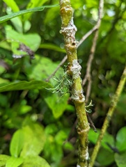 Heterodermia leucomelos