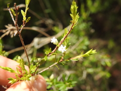 Styphelia leptospermoides