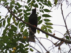 Hypsipetes leucocephalus