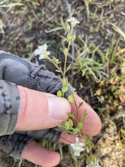 Lepidium nitidum