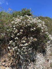 Argyranthemum frutescens