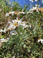 Argyranthemum frutescens
