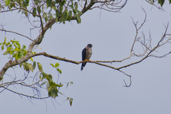 Harpagus bidentatus