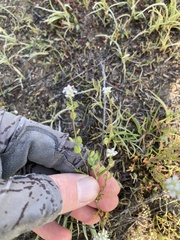 Lepidium nitidum