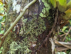 Heterodermia lutescens