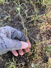 Lepidium nitidum