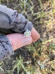 Lepidium nitidum