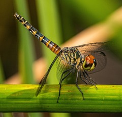 Brachydiplax denticauda