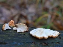 Fuscopostia leucomallella