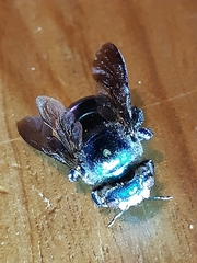 Xylocopa bombylans