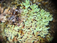 Hypotrachyna imbricatula